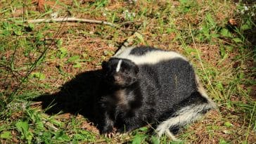 skunk-facts