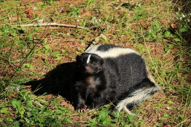 skunk-facts