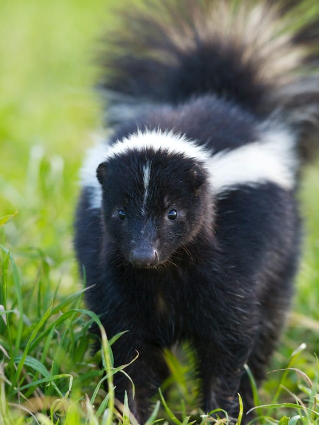 skunk-facts