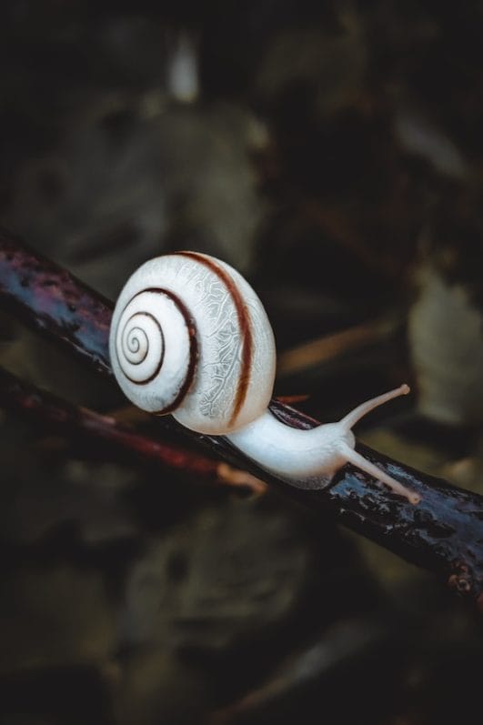 Slime And Slimy: 10+ Interesting Slug Facts You Should Know