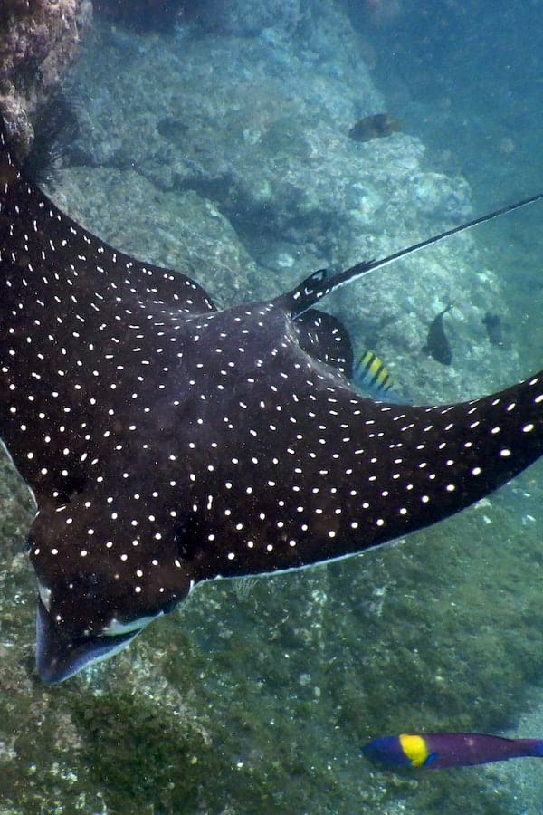 10+ Interesting Stingray Facts: The Fascinating World Of Stingrays