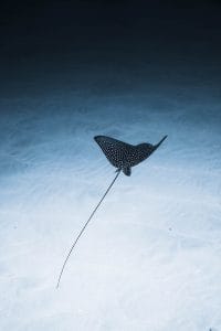 10+ Interesting Stingray Facts: The Fascinating World of Stingrays