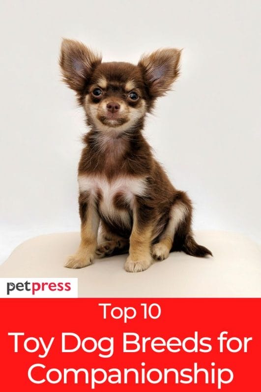 Top 10 Best Toy Dog Breeds for Companionship and Loyalty
