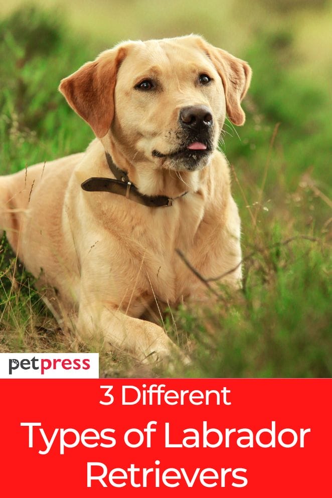 types of labrador retrievers
