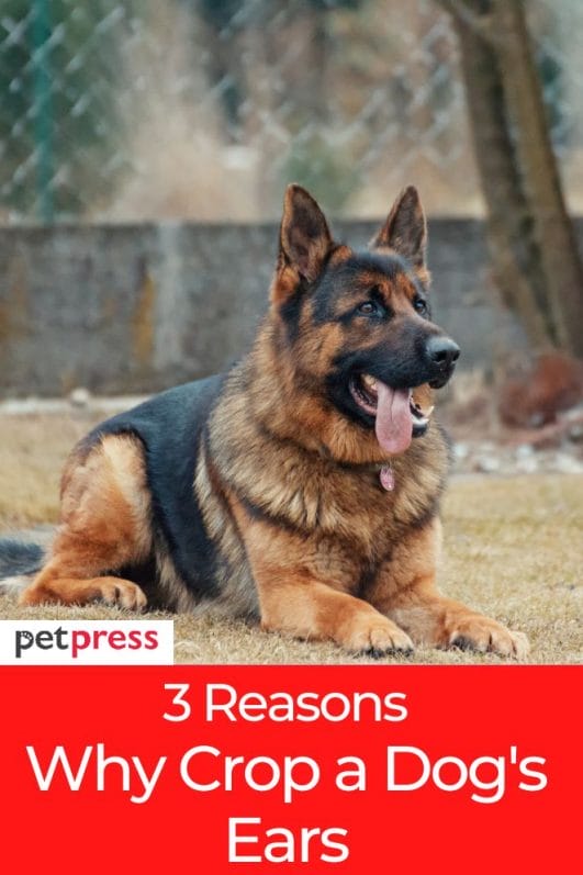 Why Crop a Dog's Ears? Risks And Benefits to Consider