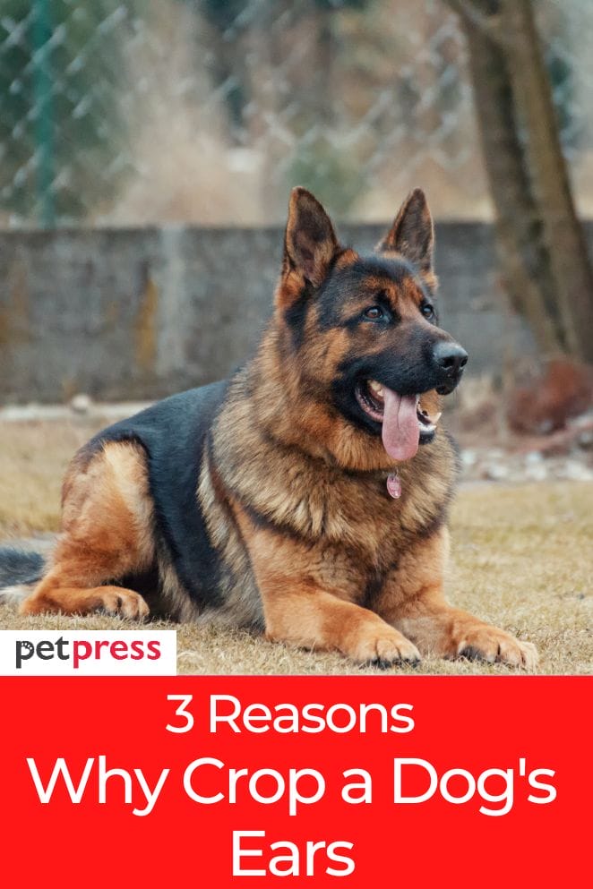 Why Crop a Dog's Ears? Risks And Benefits to Consider