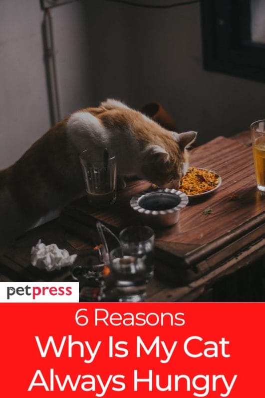 Uncovering the 6 Causes Why Is My Cat Always Hungry