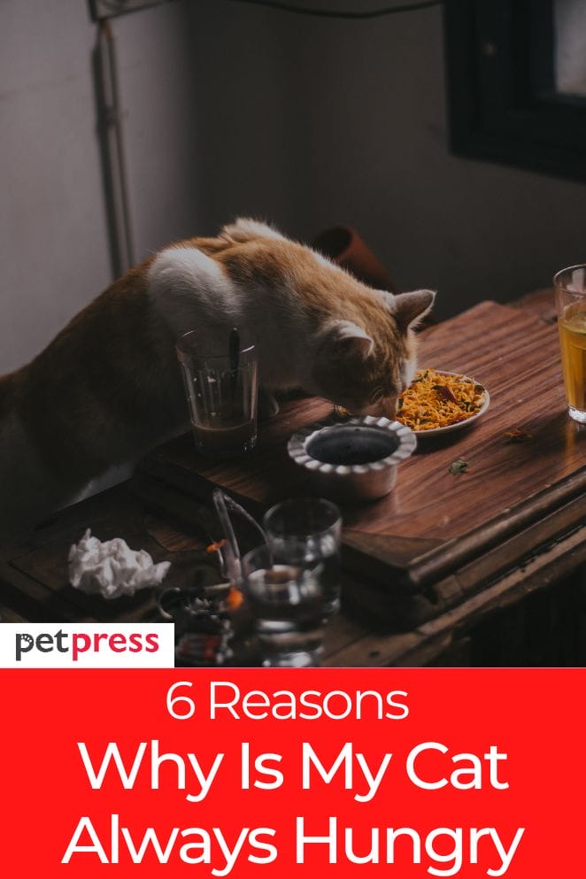 Uncovering The 6 Causes Why Is My Cat Always Hungry uncovering-the-6-causes-why-is-my-cat-always-hungry