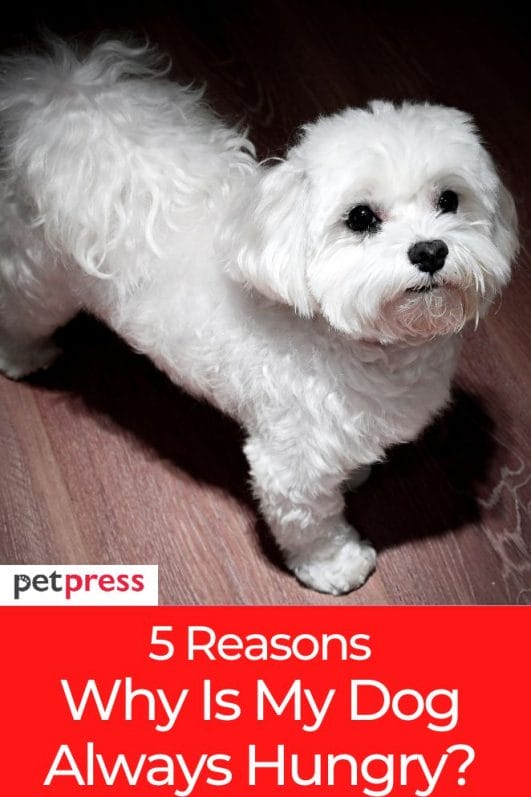 Interesting Fact 5 Reasons Why My Is Dog Always Hungry