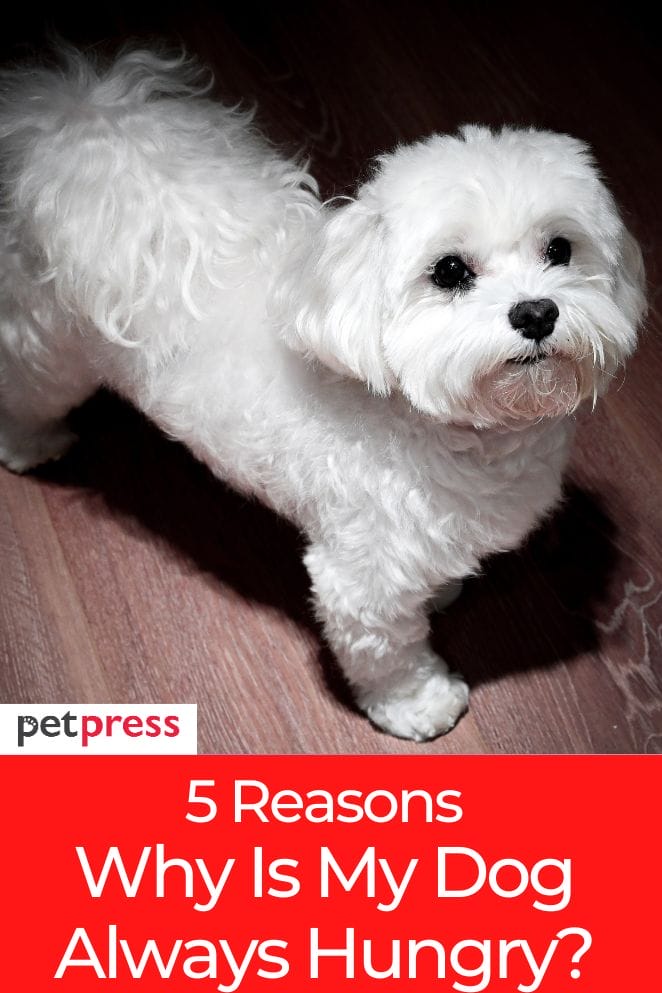 Interesting Fact 5 Reasons Why My Is Dog Always Hungry