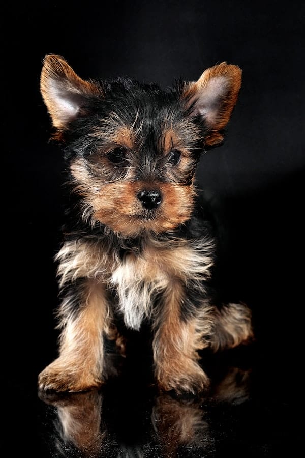 yorkshire-terrier