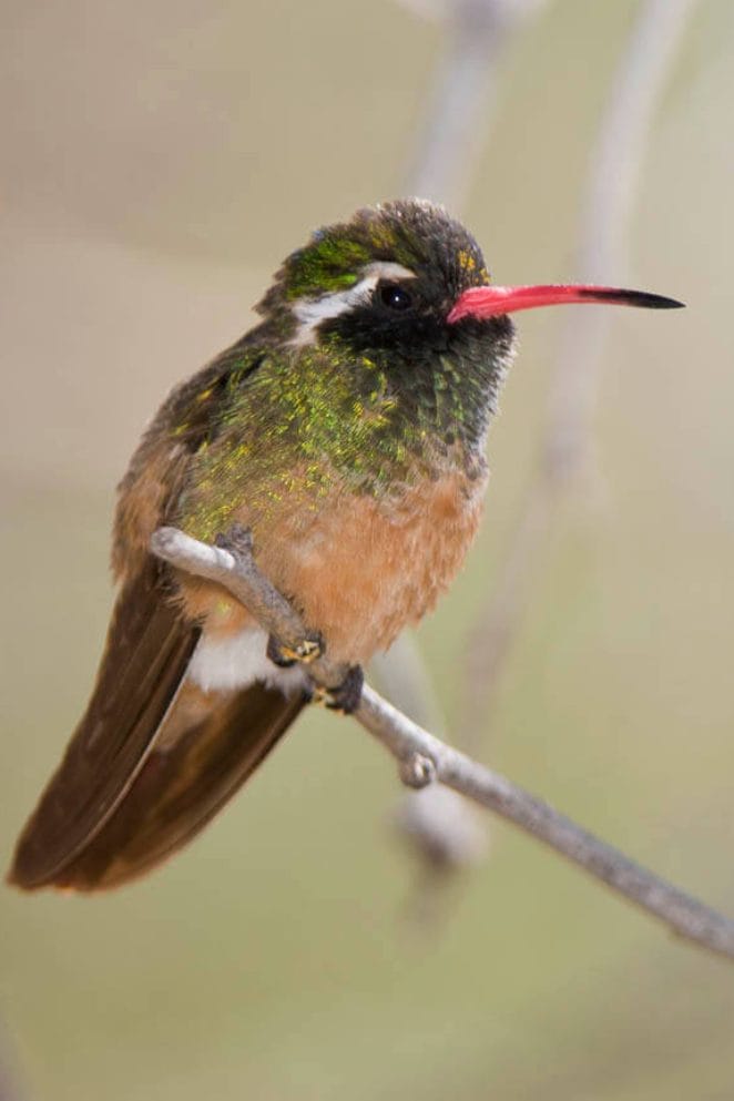 Incredible Animals Starting With X You Never Knew Existed!