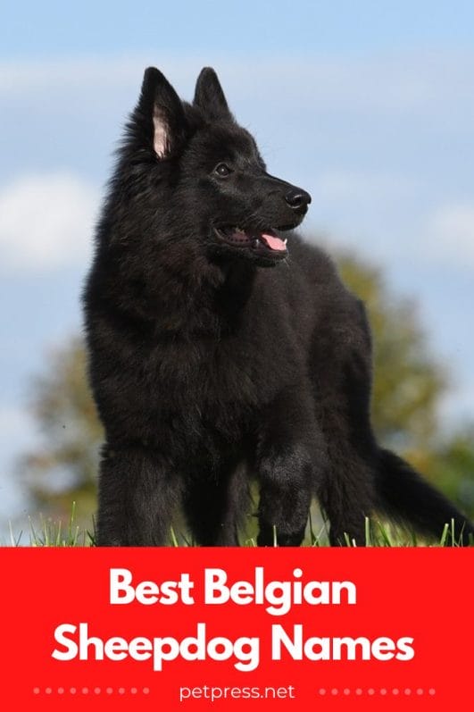 Top 215 Best Belgian Sheepdog Names