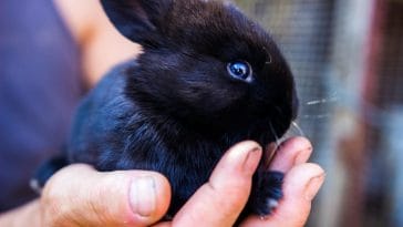Black rabbit breeds
