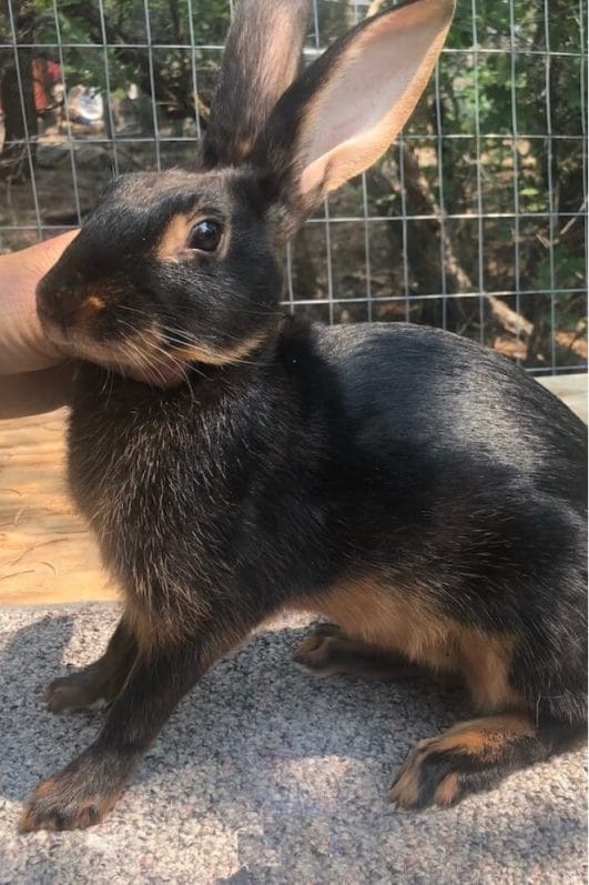 Everything You Need to Know About Black Rabbit Breeds