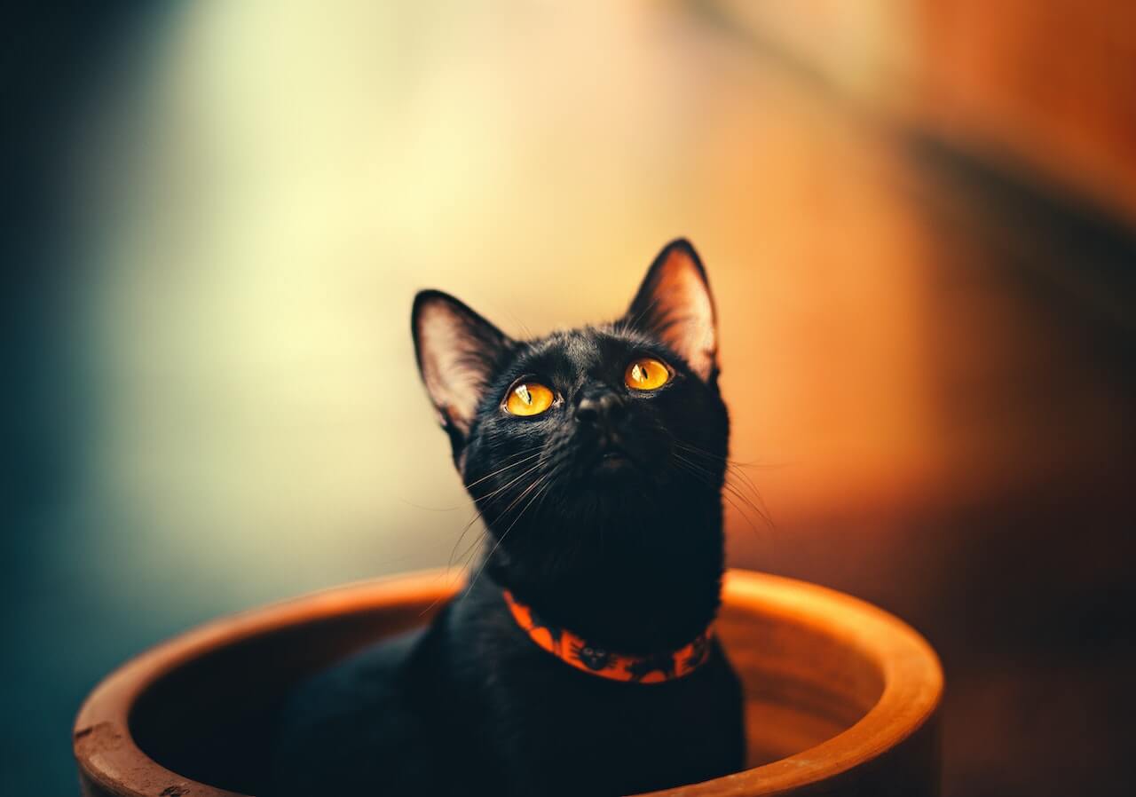 Can Cats See in the Dark? Pounce Into Action and Find Out!