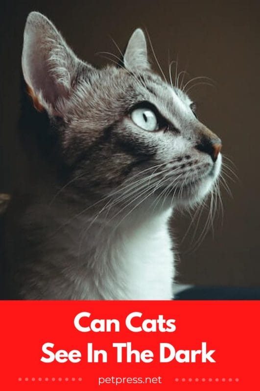 Can Cats See in the Dark? Pounce Into Action and Find Out!