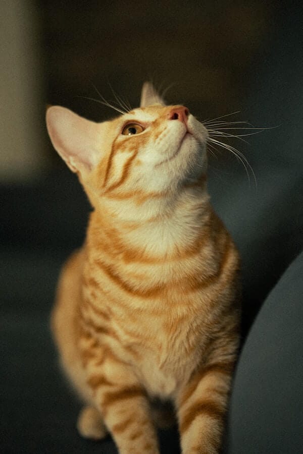 Can Cats See in the Dark? Pounce Into Action and Find Out!