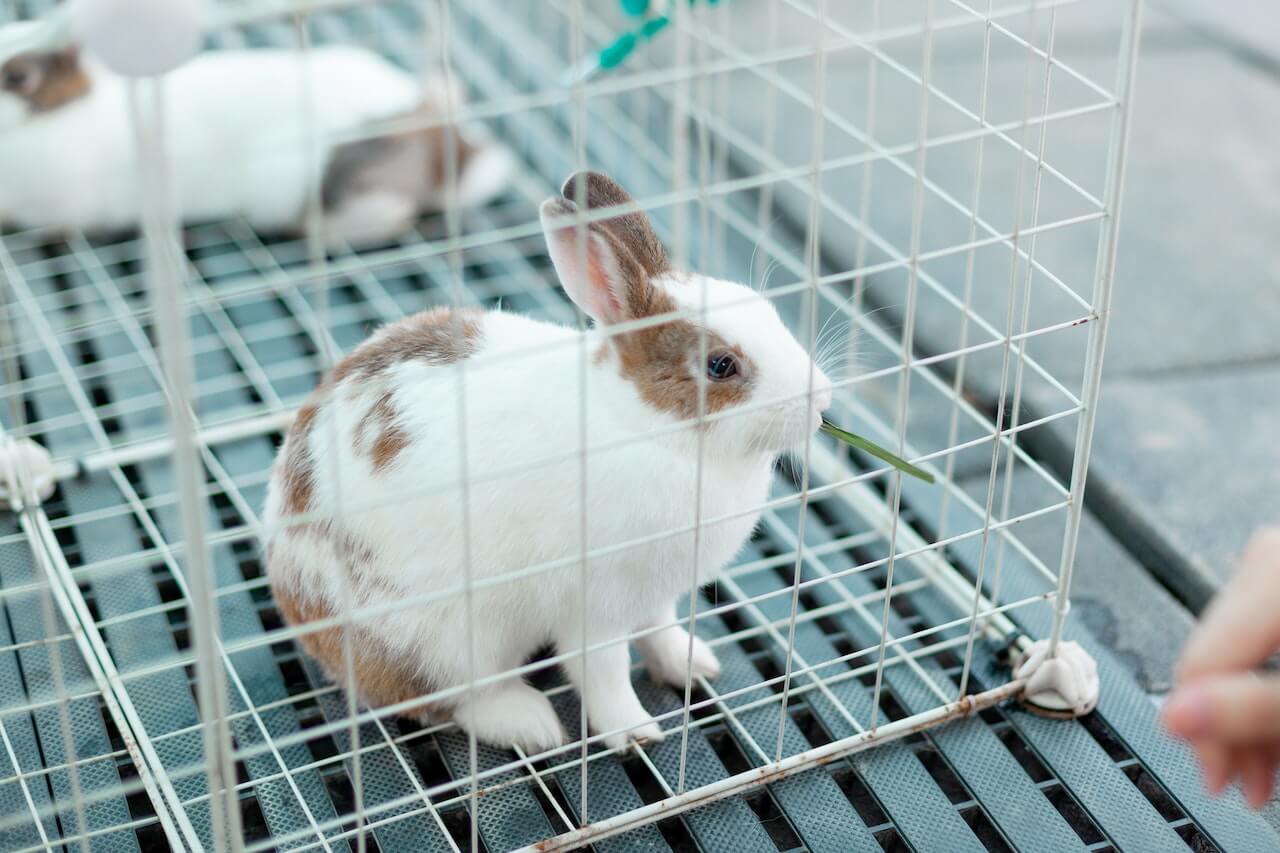 Rabbit Training 101 Can Rabbits Be Litterbox Trained?