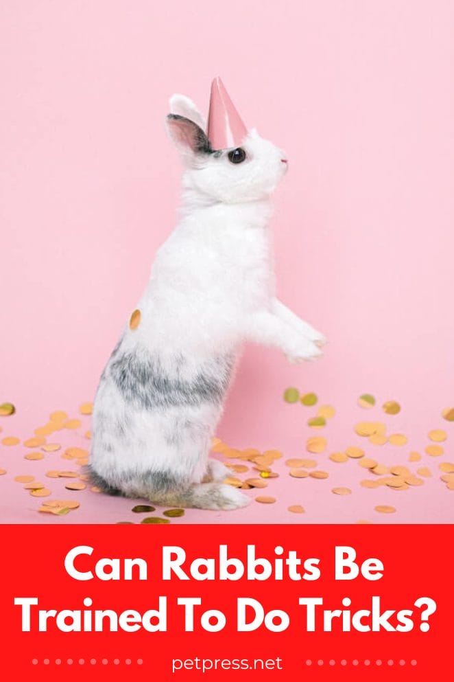 Can Rabbits Be Trained To Do Tricks Easy Rabbit Training Guide