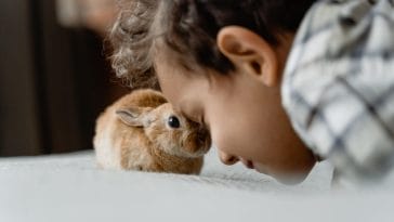 Friendliest rabbit breeds