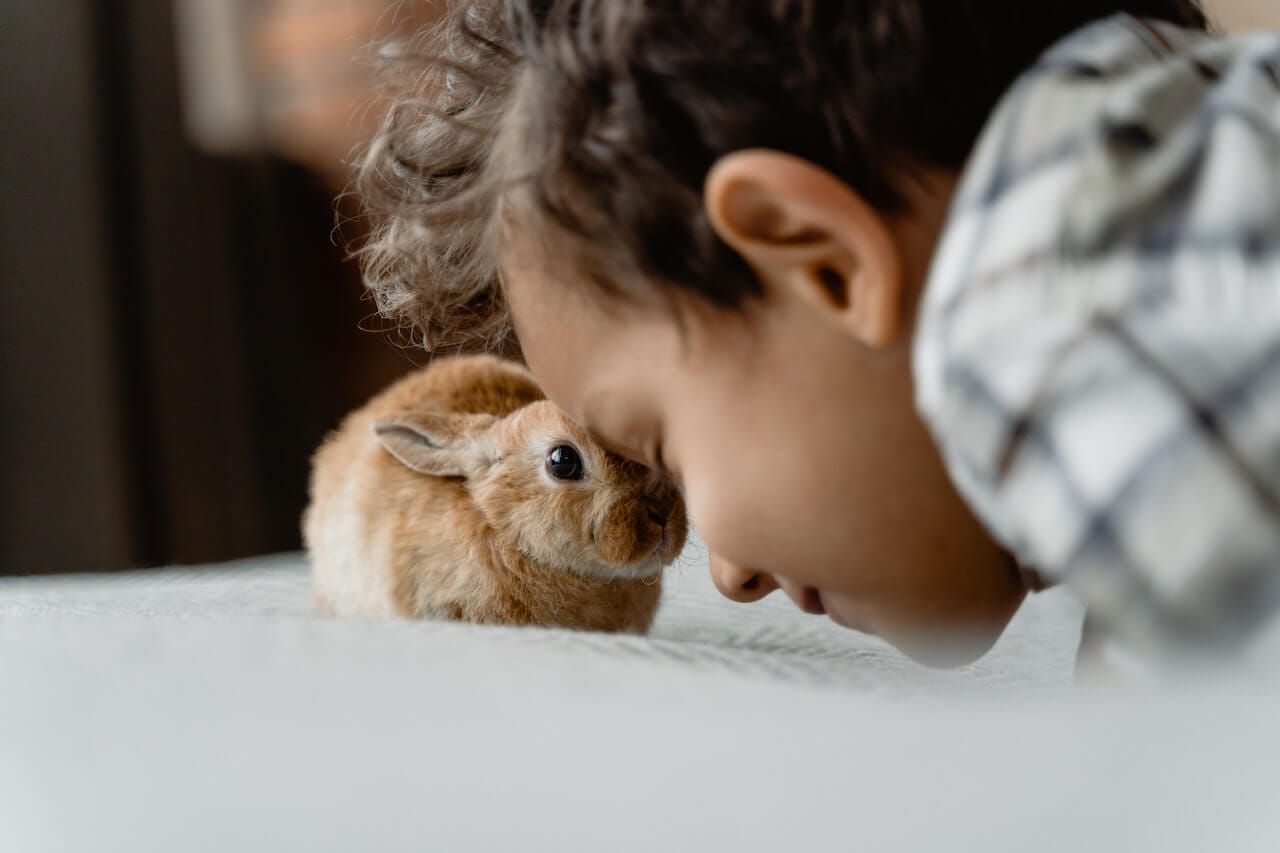 7 Friendliest Rabbit Breeds for Pet Parents As Rated by PetPress