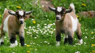 Goat breeds