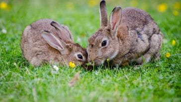 How do rabbits talk with each other
