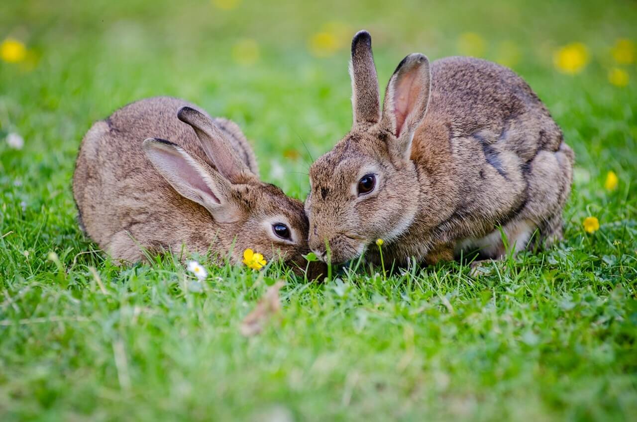 Explained How Do Rabbits Talk With Each Other?