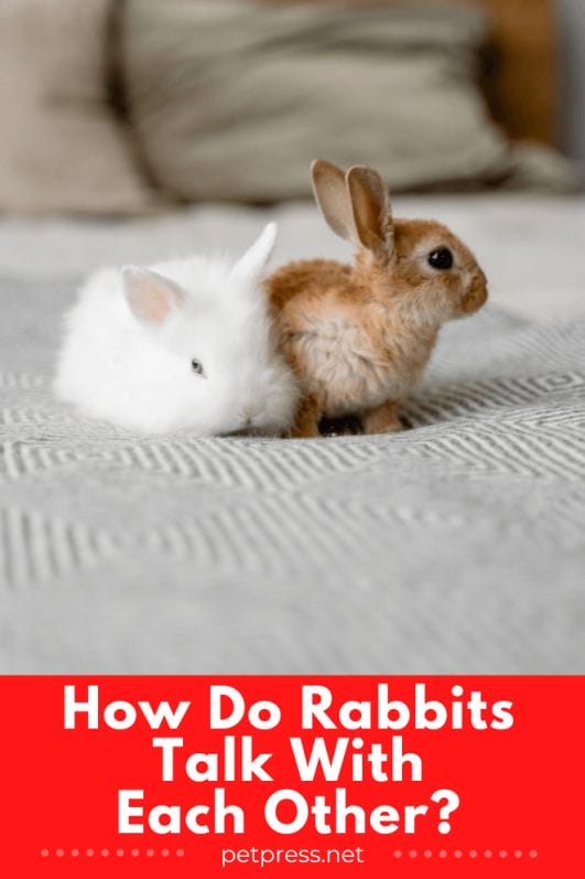 Explained How Do Rabbits Talk With Each Other?