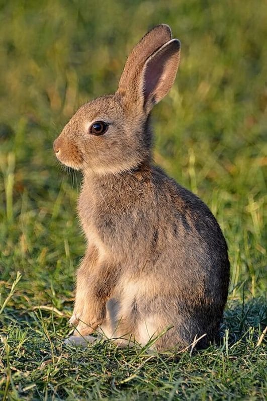 Explained: How Do Rabbits Talk With Each Other?