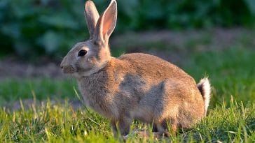 How long do rabbits live for