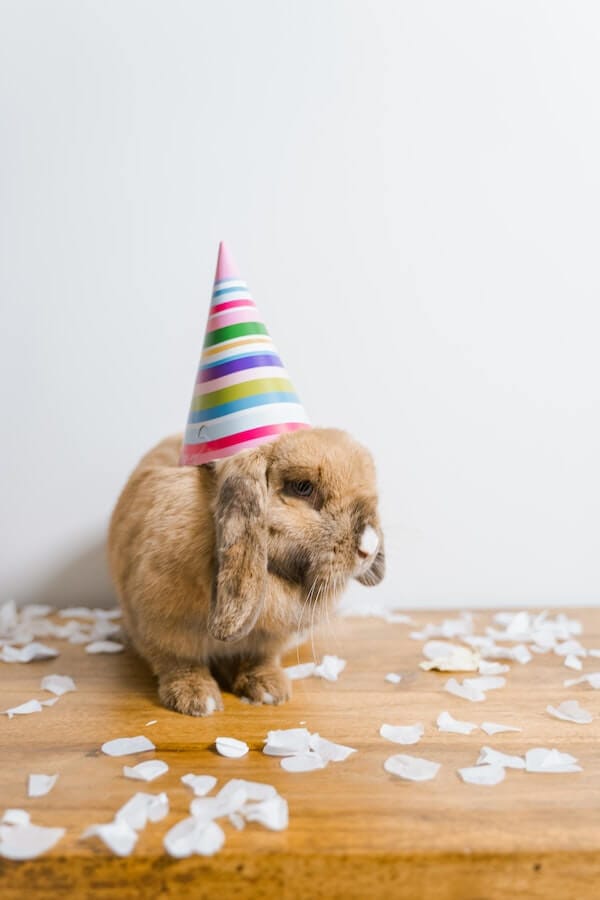 The Lifespan of Rabbits How Long Do They Live?