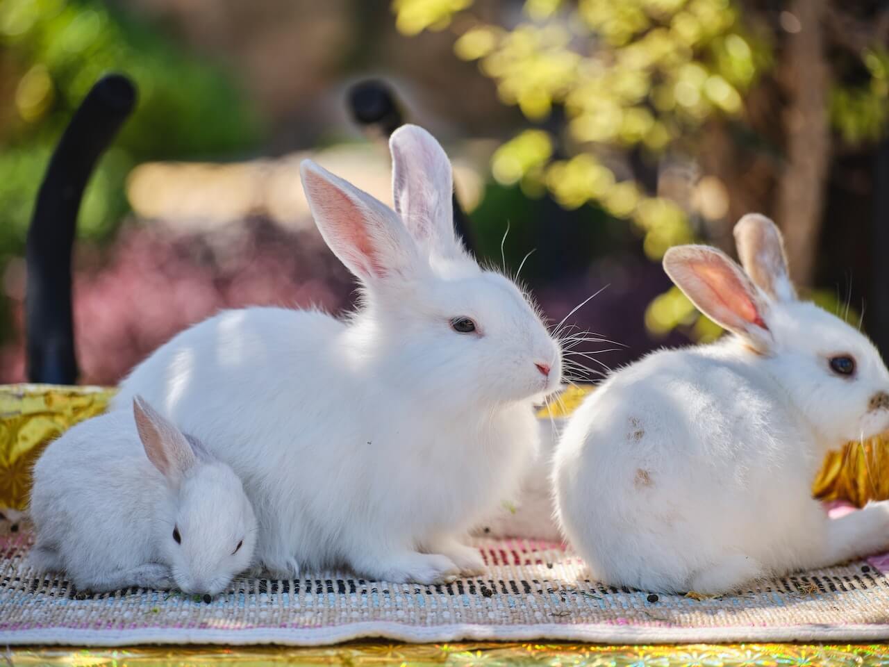 The Cost of Keeping a Rabbit How Much Do They Really Cost?