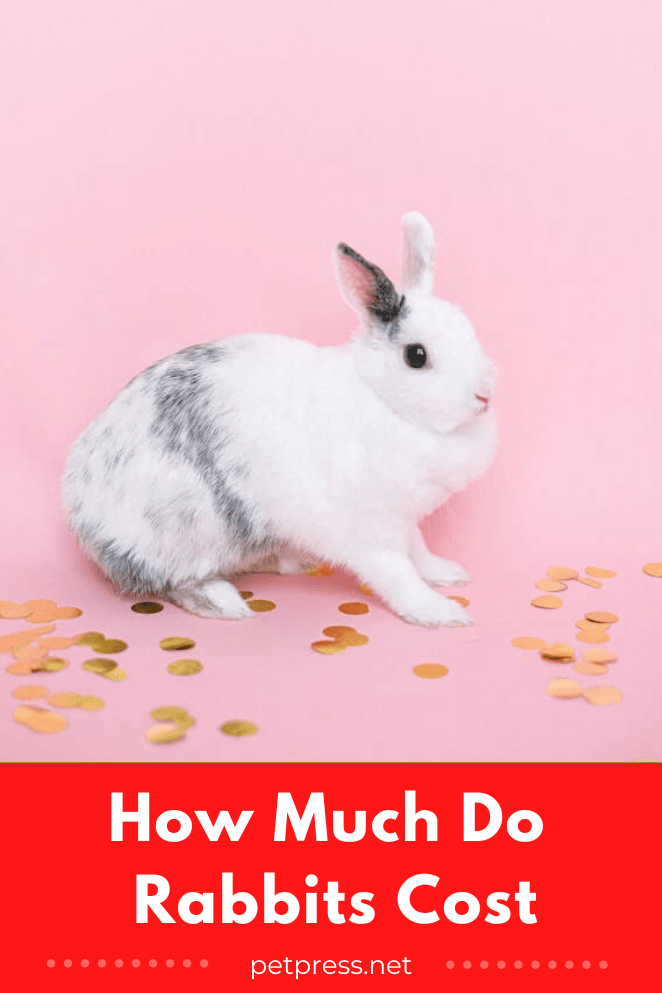 How much do rabbits cost