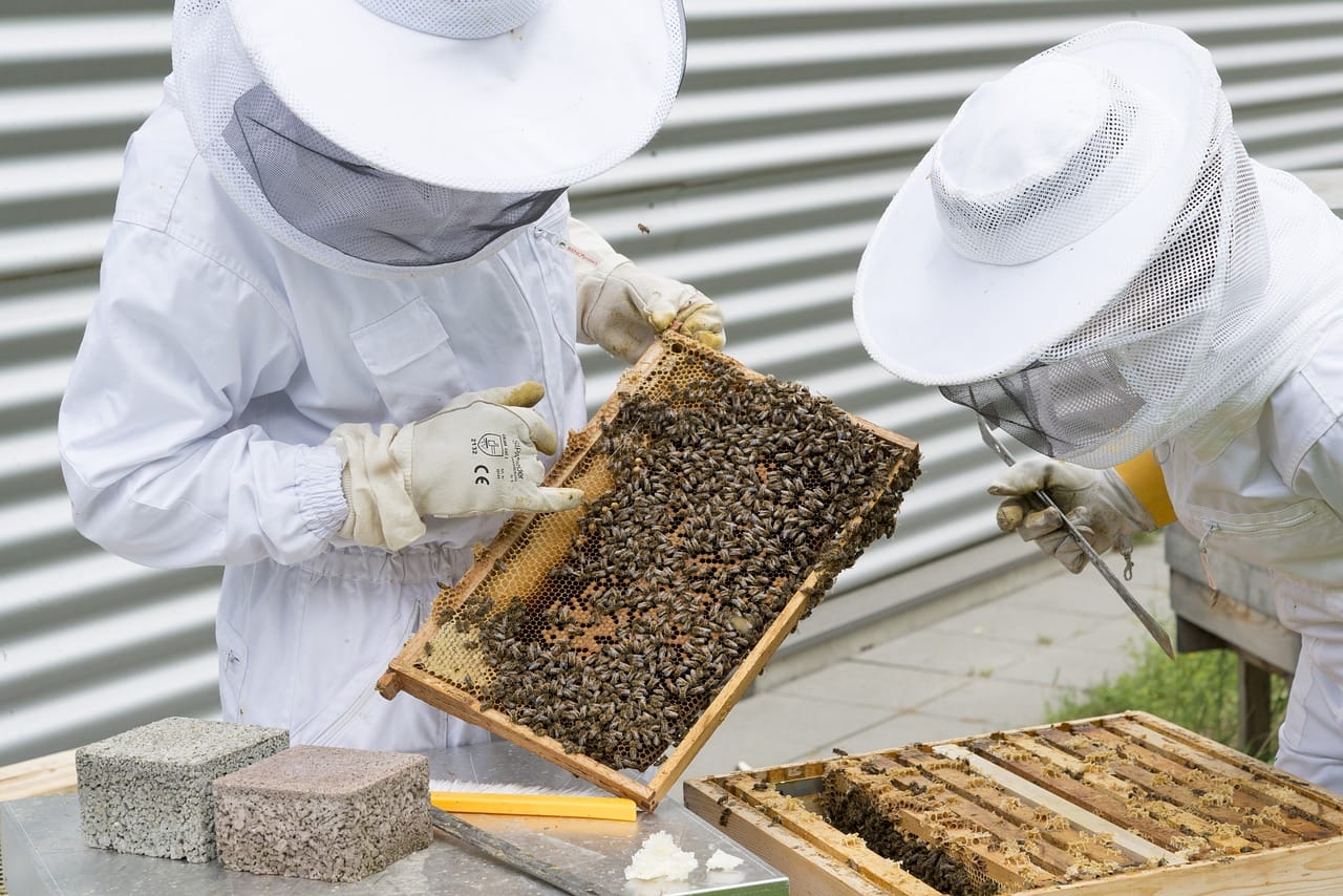 The Buzz About Bee Hives A Guide To Cost Of Beekeeping