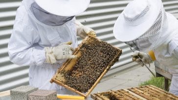 How much does it cost to own a bee hive