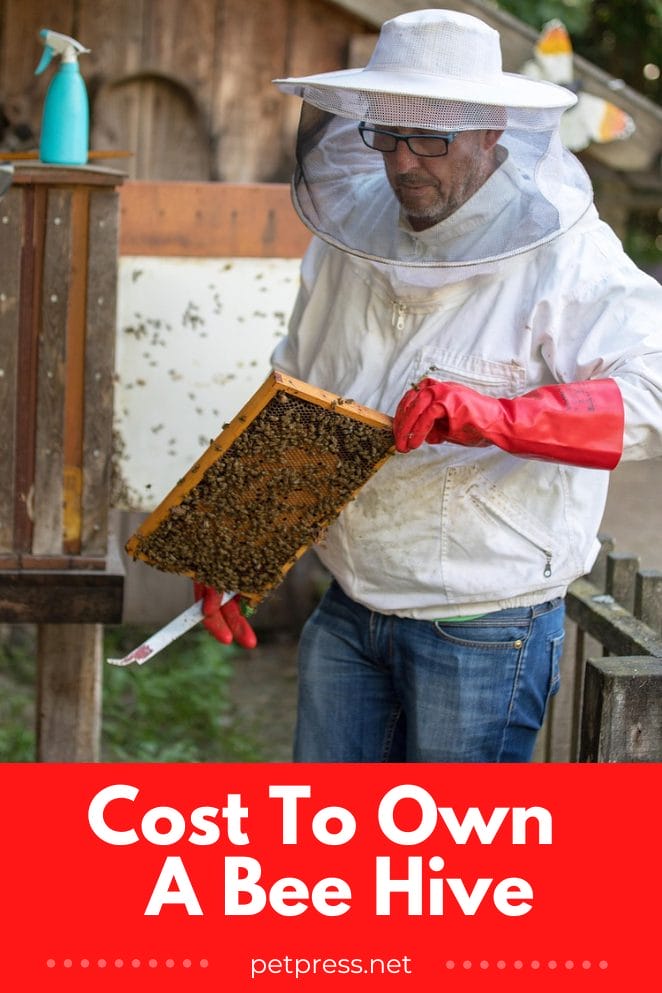 The Buzz About Bee Hives A Guide To Cost Of Beekeeping