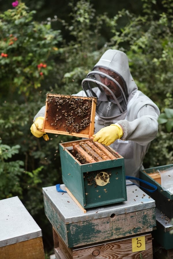 The Buzz About Bee Hives A Guide To Cost Of Beekeeping