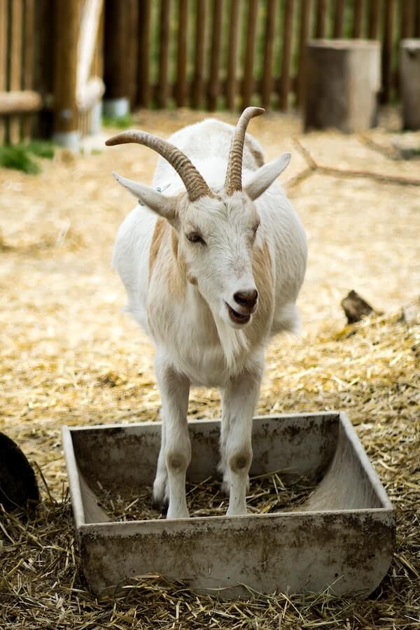 What It Really Costs to Own a Goat & Why You Should Consider It