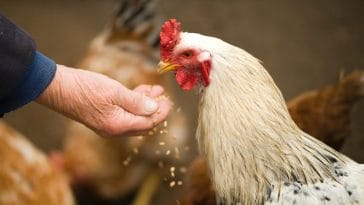 How much does it cost to own chickens