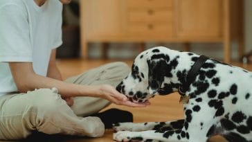 How often should I feed my dog