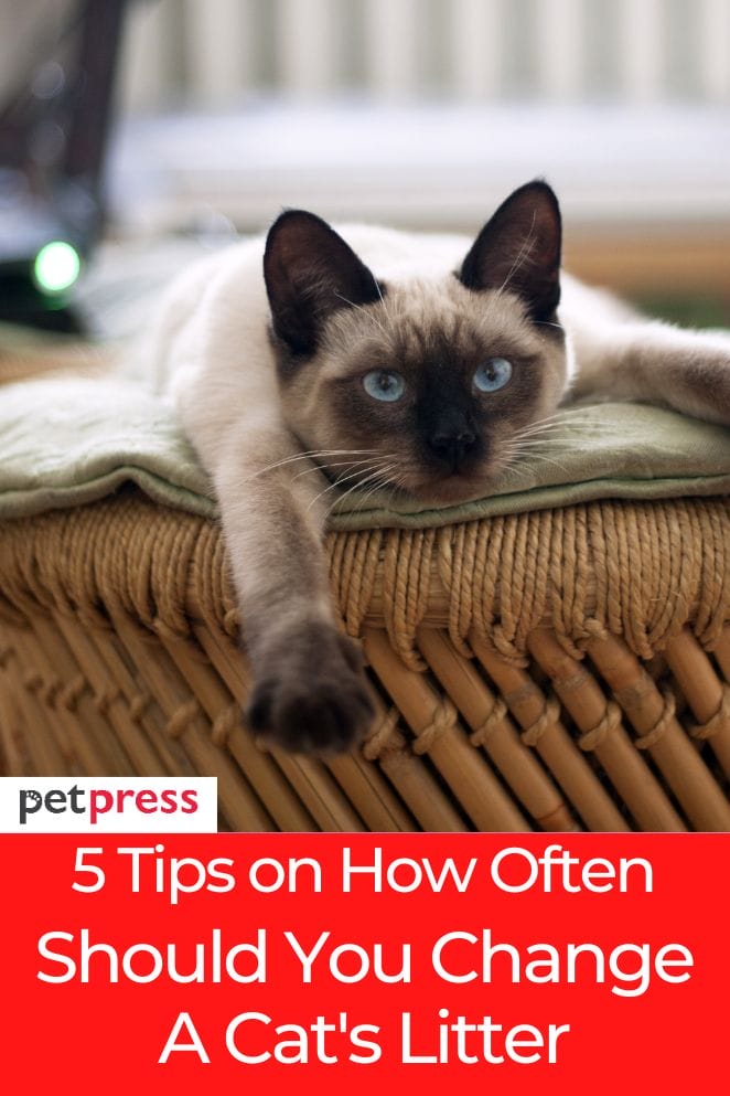 How often should you change a cat's litter