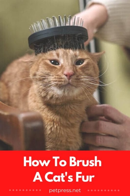 Brushing Your Cat's Fur The Purrfect Guide for Cat Parents