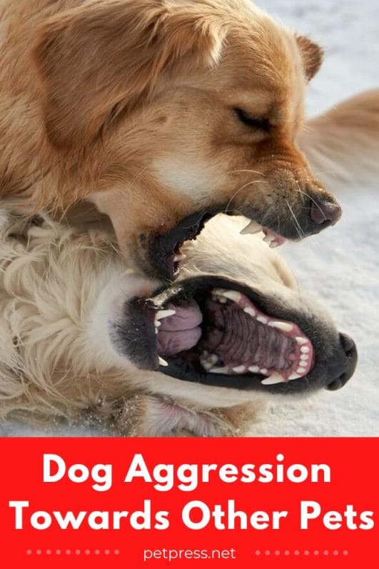 How to Stop Dog Aggression Towards Other Pets