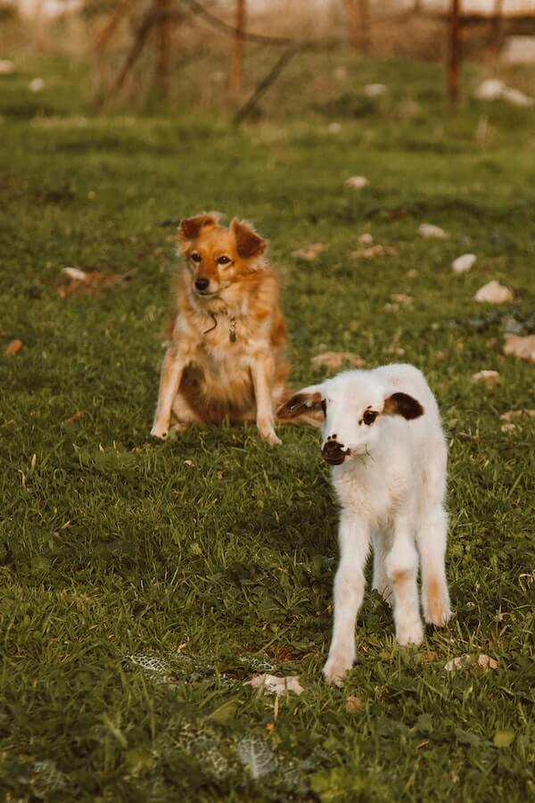 How to Stop Dog Aggression Towards Other Pets