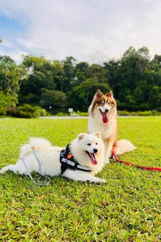 How to Stop Dog Aggression Towards Other Pets