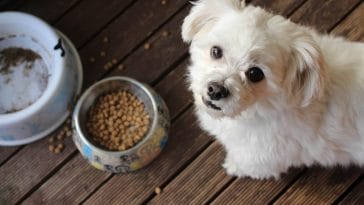 How to get a dog to stop being picky with food
