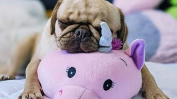 How to get a dog to stop being possessive over toys