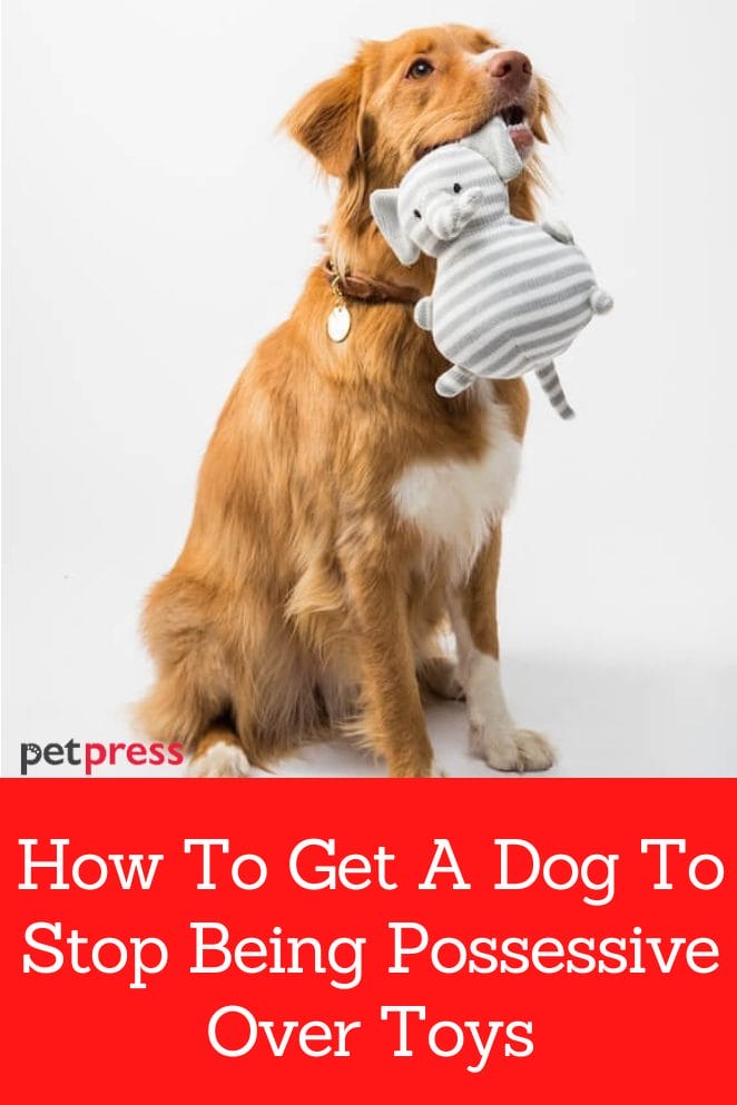 Taking the toy back Getting your dog to stop being possessive